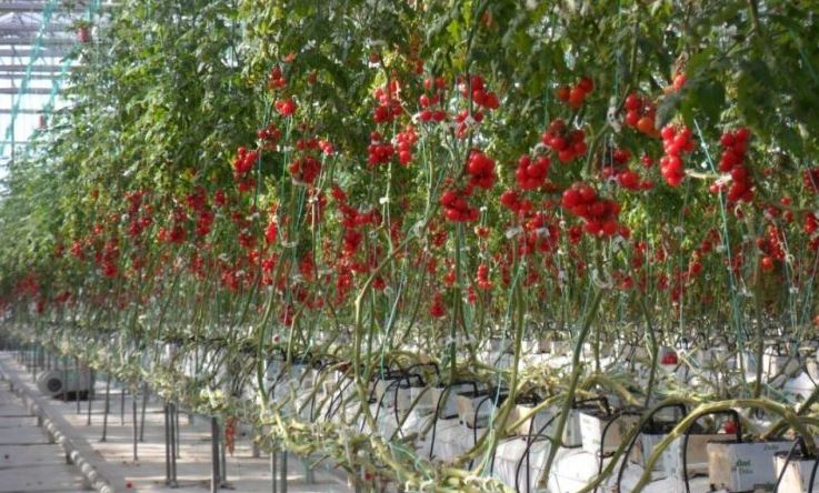 無(wú)土栽培的好處